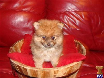 Pomeranian Puppies in FL